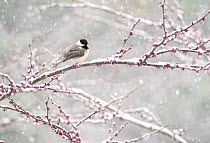 Black-capped chickadee (Poecile atricapilla) perched in snow-covered Eastern redbud (Cercis canadensis) tree during spring snowstorm, Freeville, New York, USA. April.