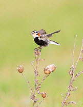 Male Chestnut-collared longspur (Calcarius ornatus) singing,with wings raised after landing on perch, Stutsman County, North Dakota, USA. June.