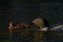 Common loon (Gavia immer) carrying small fish in beak to feed its waiting chick, Michigan, USA. June.