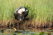 Common loon (Gavia immer) on nest at water's edge, turning its egg, Michigan, USA. June.