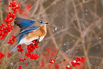 Female Eastern bluebird (Sialia sialis) spreading wings for balance after landing on a fruiting Holly (Ilex sp.) bush, Freeville, New York, USA. January.