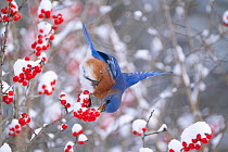 Male Eastern bluebird (Sialia sialis) feeding on snow-covered Holly (Ilex sp) berries, near Ithaca, New York, USA . January.