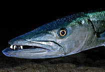 Great Barracuda (Sphyraena barracuda) head portrait, Virgin Gorda, British Virgin Islands, Caribbean Sea.