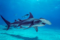 Great hammerhead shark (Sphyrna mokarran), critically endangered, Blue runner jacks (Caranx crysos) and Remoras (Echeneis sp.) swimming over seabed, with a Nurse Shark (Ginglymostoma cirratum) is part...