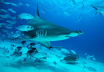 Great hammerhead shark (Sphyrna mokarran), critically endangerd, Blue runner jacks (Caranx crysos), Remoras (Echeneis neucratoides) and a Nurse shark (Ginglymostoma cirratum) attracted by the presence...