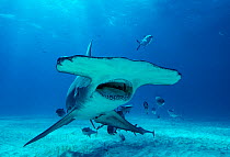 Great hammerhead shark (Sphyrna mokarran), critically endangered, swimming over sandy seabed accompanied by Blue runner jacks (Caranx crysos) and Remoras (Echeneis sp.), Bimini, Bahamas, Caribbean Sea...