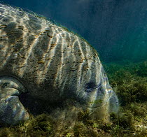 West Indian manatee (Trichechus manatus) dappled in sunlight, grazing on Hydrilla (Hydrilla verticillata), a highly invasive fresh water plant originally from Asia, Crystal River, Florida, USA.