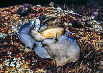 Northern moon snail (Euspira heros) on a rock,  Cape Ann, Massachussetts, Atlantic Ocean.