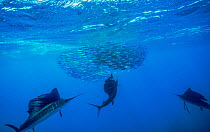Three Atlantic sailfish (Istiophorus albicans) hunting cooperatively to force a school of Spanish sardine (Sardinella aurita) into a tight baitball and trapping them at the surface, Isla Mujeres, Mexi...