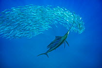 Atlantic sailfish (Istiophorus albicans) attacking Spanish sardines (Sardinella aurita) swinging its long bill rapidly from side to side, in an attempt to stun one or more of the smaller fish, Isla Mu...