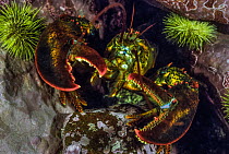 American lobster (Homarus americanus) with one larger claw, modified for crushing mollusk shells, while the other is designed for tearing or cutting softer prey, surrounded by Green urchins (Strongylo...