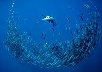 Atlantic sailfish (Istiophorus albicans) attacking a school of Spanish Sardines (Sardinella aurita), Isla Mujeres, Mexico, Gulf of Mexico.