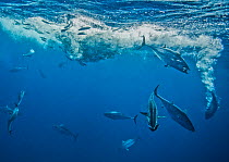 Atlantic bonito (Sarda sarda) attacking a school of Spanish sardines (Sardinella aurita) which are trapped at the surface, Isla Mujeres, Mexico, Gulf of Mexico.