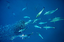 School of Bonito fish (Sarda sarda) attacking a school of Spanish sardines (Sardinella aurita) formed into a tight baitball, Isla Mujeres, Mexico, Gulf of Mexico.