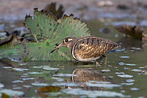 Greater painted-snipe (Rostratula benghalensis) male, feeding in river, Allahein River, The Gambia.