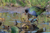Allen's gallinule (Porphyrio alleni) lifting a lilypad with its beak, its frontal shield becoming blue at the end of breeding season, Allahein River, The Gambia.