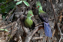 Two Green turacos (Tauraco persa) perched in tree, Brufut Forest, The Gambia.