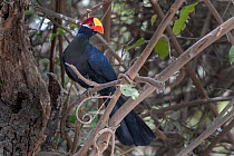 Violet turaco (Musophaga violacea) perched on branch, Brufut Forest, The Gambia.