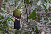 Green turaco (Tauraco persa) perched on branch, Brufut Forest, The Gambia.