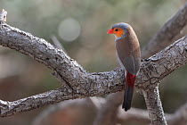 Orange-cheeked waxbill (Estrilda melpoda) perched on branch, Allahein River, The Gambia.
