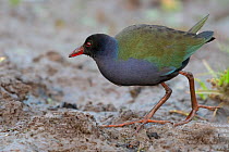 Allen's gallinule (Porphyrio alleni) with frontal shield becoming blue at the end of breeding season, Allahein River, The Gambia.