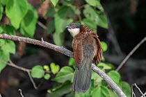 Senegal coucal (Centropus senegalensis) perched on branch, Allahein River, The Gambia.