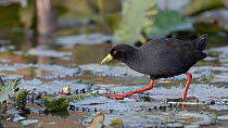 Black crake (Amaurornis flavirostra) striding over lily pads on river, Allahein River, The Gambia.