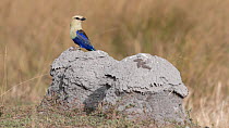 Blue-bellied roller (Coracias cyanogaster) perched on mudmount created by an ant species, Basse, The Gambia.