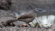 Brown babbler (Turdoides plebejus) standing at water's edge, Allahein River, The Gambia.