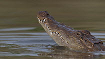 West African crocodile (Crocodylus suchus) raising its head above water, Allahein River, The Gambia.