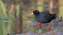 Black crake (Amaurornis flavirostra) stepping into river at water's edge, Allahein River, The Gambia.
