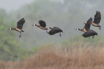 Flock of White-faced whistling duck (Actophilornis africanus) in flight, Allahein River, The Gambia.