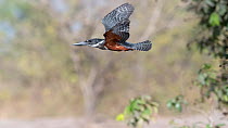 Male Giant kingfisher (Megaceryle maxima) in flight, Allahein River, The Gambia.