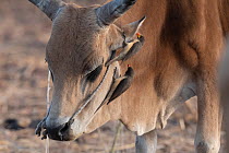 Two Yellow-billed oxpeckers (Buphagus africanus) perched on the head of domestic cow, feeding, Tentaba, The Gambia.