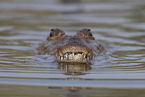 West African crocodile  (Crocodylus suchus) submerging in river, with head above water, Allahein River, The Gambia.