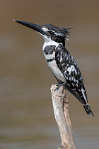 Pied kingfisher (Ceryle rudis) perched on branch near river, Allahein River, The Gambia.
