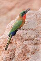 Red-throated bee-eater (Merops bulocki) perched on rock, Bansang, The Gambia.