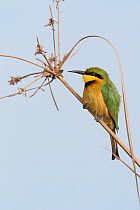 Little bee-eater (Merops pusillus) perched on plant stem, Allahein River, The Gambia.
