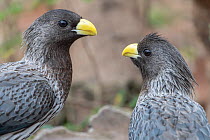 Two Western grey plantain-eaters (Crinifer piscator) looking at each other, Allahein River, The Gambia.