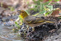Village weaver (Ploceus cucullatus) drinking at water's edge, Allahein River, The Gambia.