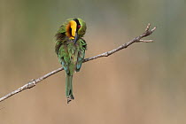 Little bee-eater (Merops pusillus) perched on branch preening, Allahein River, The Gambia.
