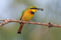 Little bee-eater (Merops pusillus) perched on branch with insect in beak, Allahein River, The Gambia.