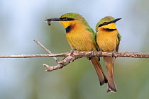 Two Little bee-eaters (Merops pusillus) perched side by side on branch, one with insect in beak, Allahein River, The Gambia.