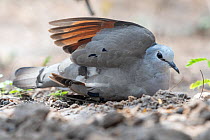 Black-billed wood dove (Turtur abyssinicus) bathing in sand, Allahein river, The Gambia,