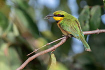 Little bee-eater (Merops pusillus) perched on branch with insect in beak, Allahein River, The Gambia.