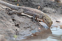 Rainbow lizard (Agama agama) drinking at water's edge, Allahein River, The Gambia.