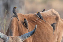 Yellow-billed oxpeckers (Buphagus africanus) foraging on the back of domestic cow, Tendaba, The Gambia.