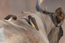 Yellow-billed oxpeckers (Buphagus africanus) foraging on the back of domestic cow, Tendaba, The Gambia.