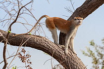 Patas monkey (Cercopithecus patas) standing on a  tree branch at roadside between Jajanburreh and Kaur Wetlands,  The Gambia.
