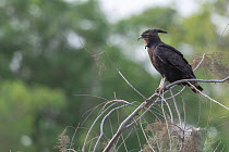Long-crested eagle (Lophaetus occipitalis) perched on a branch, calling, Allahein River, The Gambia.